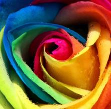 Обои 1128 Цветы фотообои (Walldeco)