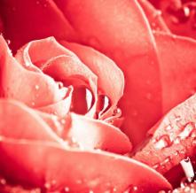 Обои 1141 Цветы фотообои (Walldeco)