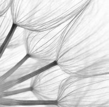 Обои 11512 Цветы фотообои (Walldeco)