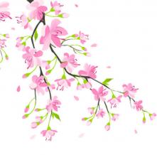 Обои 1353 Цветы фотообои (Walldeco)