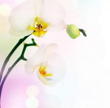 Обои 1355 Цветы фотообои (Walldeco)