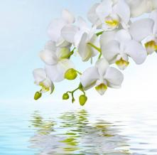 Обои 1357 Цветы фотообои (Walldeco)