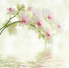 Обои 1358 Цветы фотообои (Walldeco)