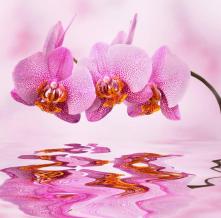 Обои 1360 Цветы фотообои (Walldeco)