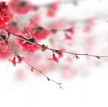 Обои 1369 Цветы фотообои (Walldeco)