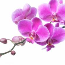 Обои 1374 Цветы фотообои (Walldeco)