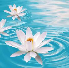 Обои 1378 Цветы фотообои (Walldeco)