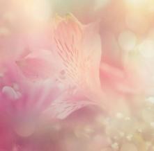 Обои 1391 Цветы фотообои (Walldeco)