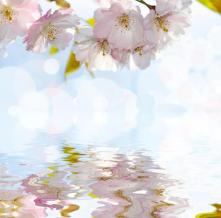 Обои 1404 Цветы фотообои (Walldeco)