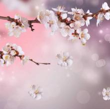 Обои 1407 Цветы фотообои (Walldeco)