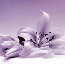 Обои 14529 Цветы фотообои (Walldeco)