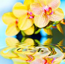 Обои 1457 Цветы фотообои (Walldeco)