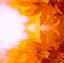 Обои 1543 Цветы фотообои (Walldeco)