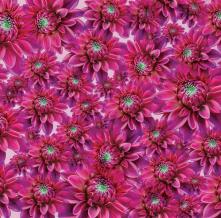 Обои 23578 Цветы фотообои (Walldeco)