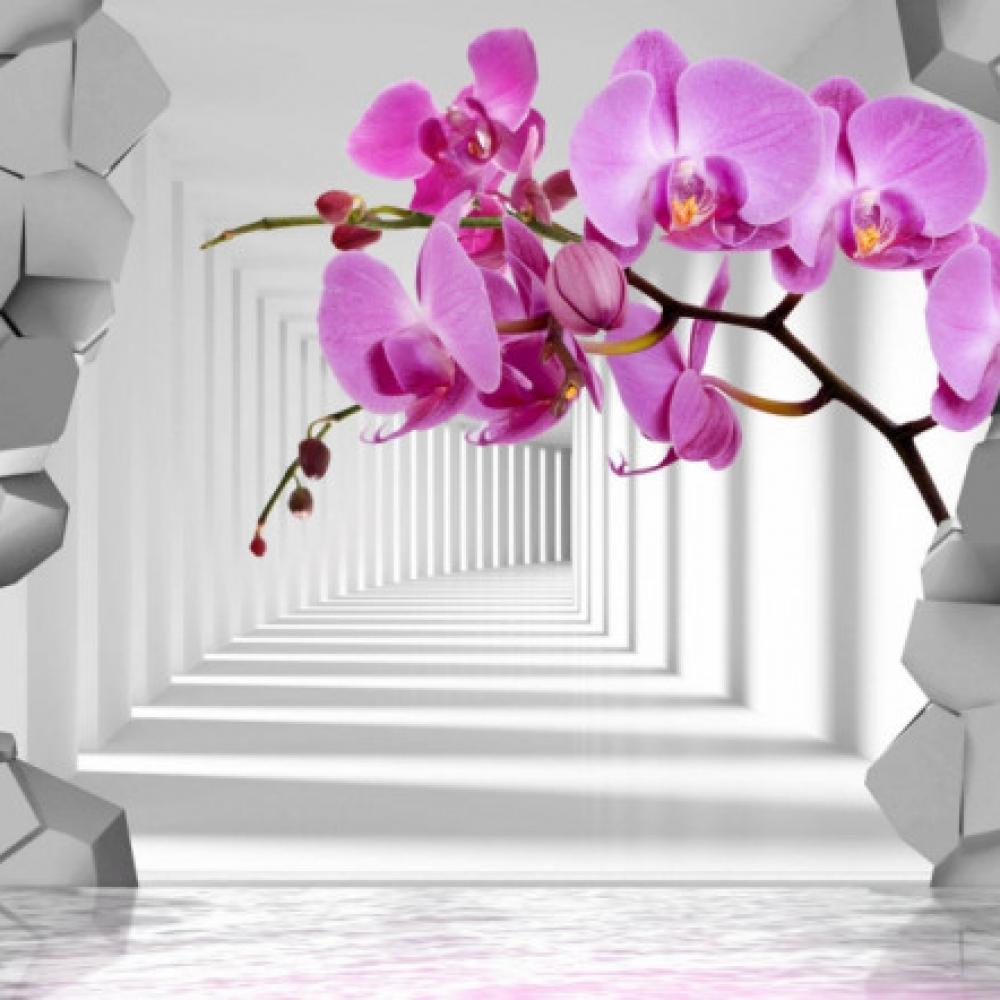 Обои 30940 3D фотообои (Walldeco): фото, зображення, колір, малюнок