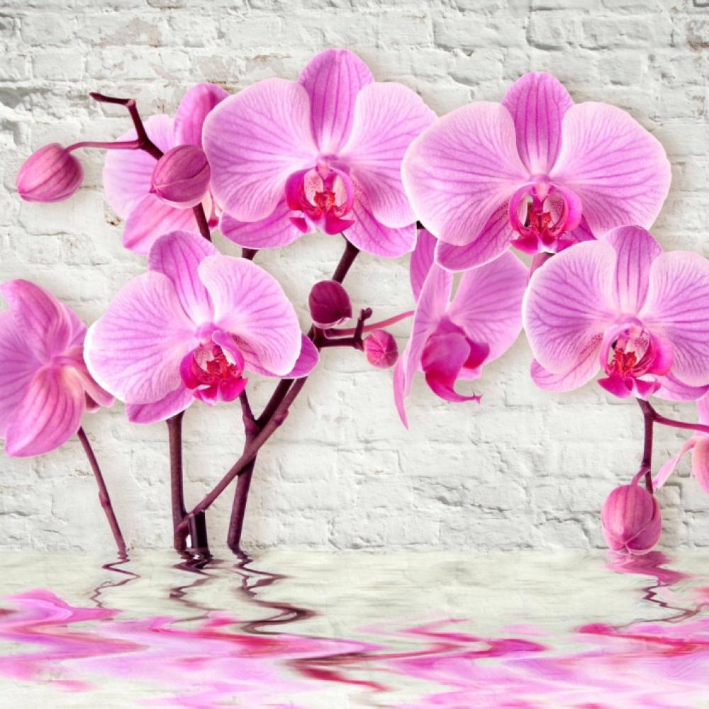 Обои 31002 3D фотообои (Walldeco): фото, зображення, колір, малюнок