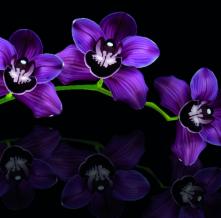 Обои 3164 Цветы фотообои (Walldeco)