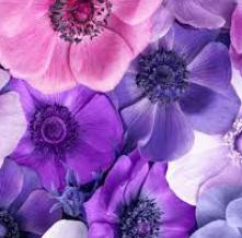 Обои 33224 Цветы фотообои (Walldeco)