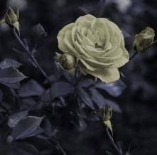 Обои 33354 Цветы фотообои (Walldeco)