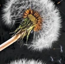 Обои 33466 Цветы фотообои (Walldeco)