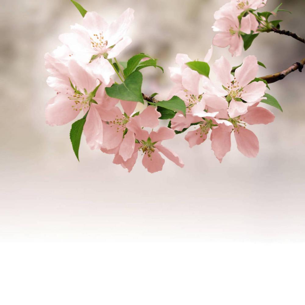 Обои 3510 Цветы фотообои (Walldeco): фото, зображення, колір, малюнок