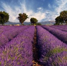 Обои 3624 Цветы фотообои (Walldeco)
