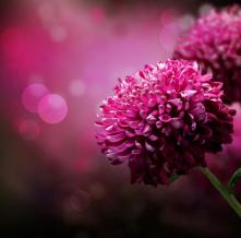 Обои 3729 Цветы фотообои (Walldeco)