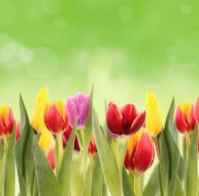 Обои 3783 Цветы фотообои (Walldeco)