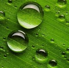 Обои 3977 Цветы фотообои (Walldeco)
