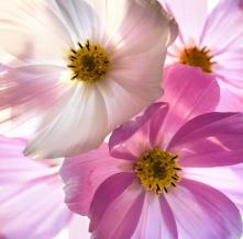 Обои 4038 Цветы фотообои (Walldeco)