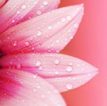 Обои 4113 Цветы фотообои (Walldeco)