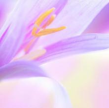 Обои 4368 Цветы фотообои (Walldeco)