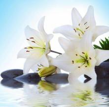 Обои 4396 Цветы фотообои (Walldeco)
