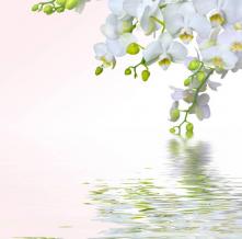 Обои 4397 Цветы фотообои (Walldeco)