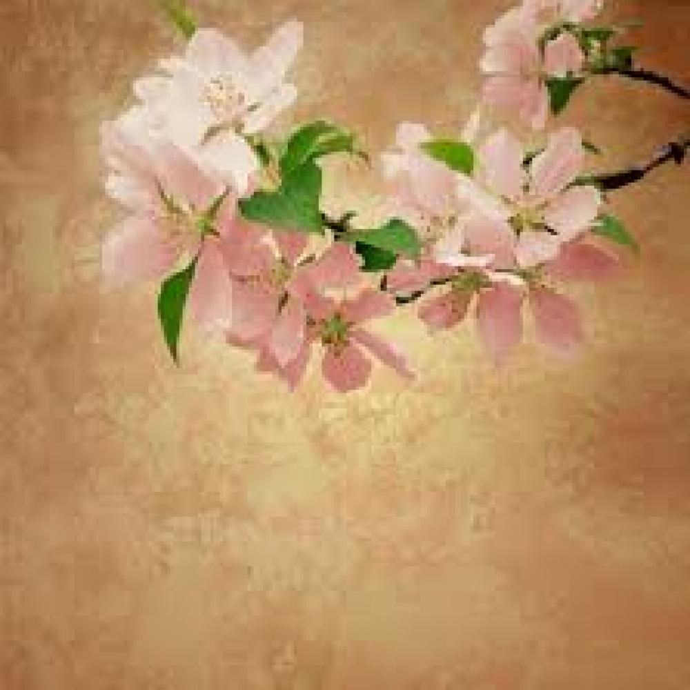 Обои 4517 Цветы фотообои (Walldeco): фото, зображення, колір, малюнок