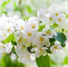 Обои 4780 Цветы фотообои (Walldeco)