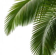 Обои 5044 Цветы фотообои (Walldeco)