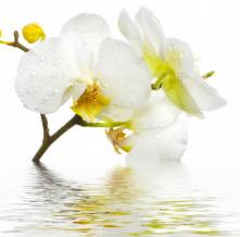 Обои 5122 Цветы фотообои (Walldeco)