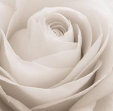 Обои 5156 Цветы фотообои (Walldeco)