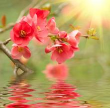 Обои 5169 Цветы фотообои (Walldeco)