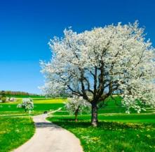Обои 5284 Цветы фотообои (Walldeco)