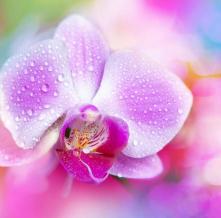 Обои 5360 Цветы фотообои (Walldeco)