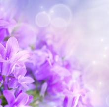 Обои 5380 Цветы фотообои (Walldeco)