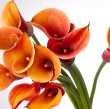 Обои 5409 Цветы фотообои (Walldeco)