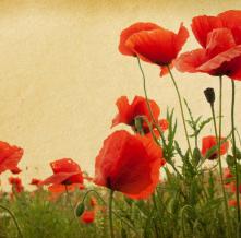 Обои 5491 Цветы фотообои (Walldeco)