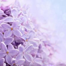 Обои 5504 Цветы фотообои (Walldeco)