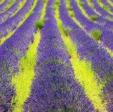 Обои 5539 Цветы фотообои (Walldeco)