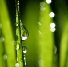 Обои 5685 Цветы фотообои (Walldeco)