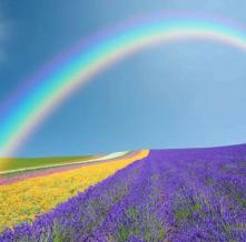 Обои 5725 Цветы фотообои (Walldeco)
