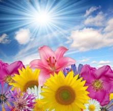 Обои 5807 Цветы фотообои (Walldeco)